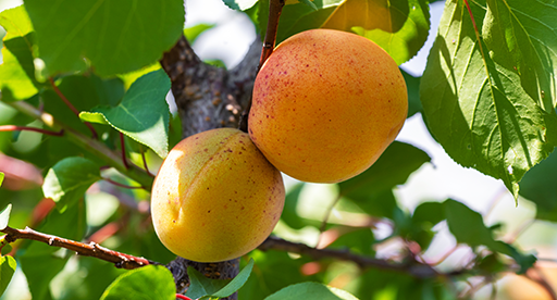 Apricot Growing Guide 