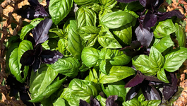 Rose Frequently Asked Questions