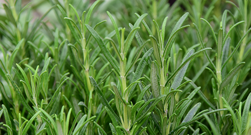 Rosemary Growing Guide