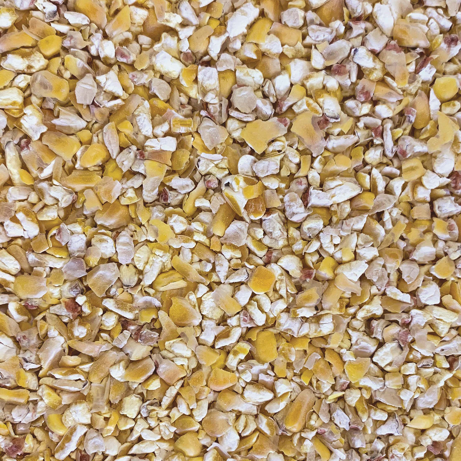 Tui Maize (whole & kibbled)