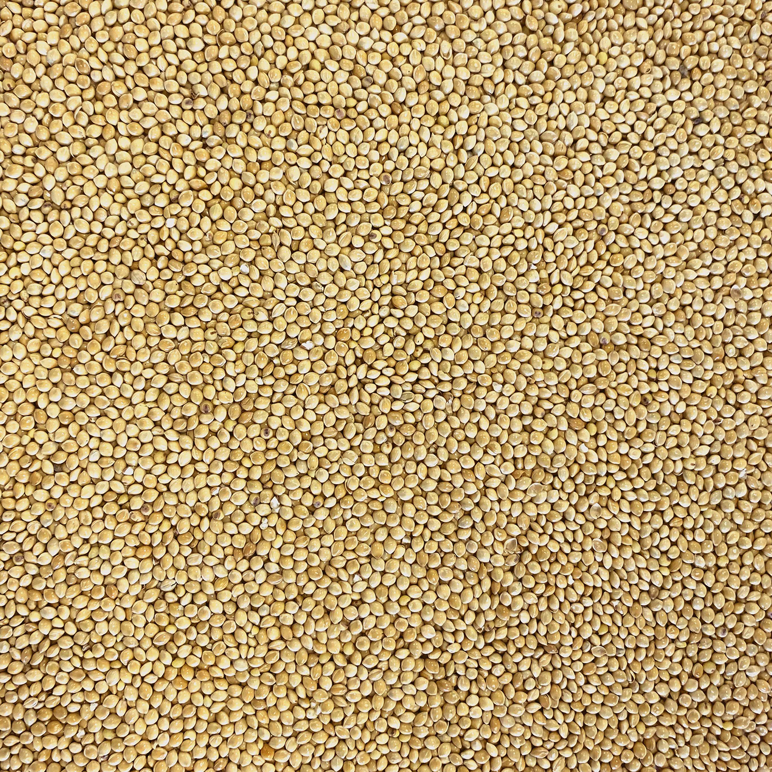 White Millet