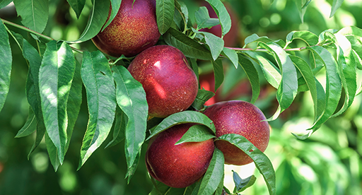 Nectarine Growing Guide 