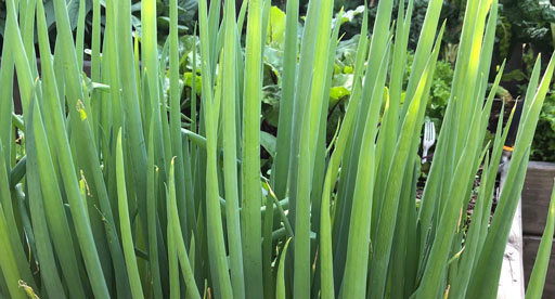 Spring Onion Growing Guide
