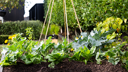 Autumn vegetables tips and tricks