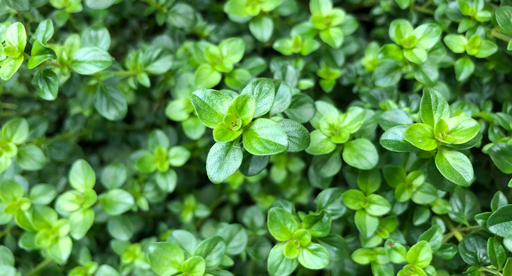 Thyme Growing Guide