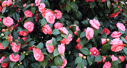 Camellia Growing Guide