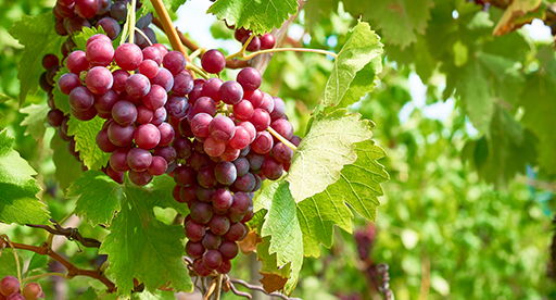 Grape Growing Guide