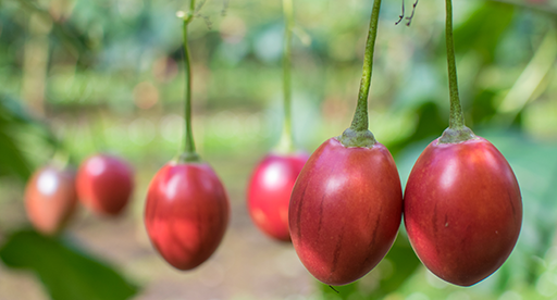 Tamarillo Growing Guide