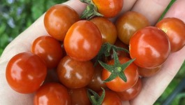 Top tomato problems