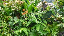 Jewel's top 5 plants for a Tropical Oasis