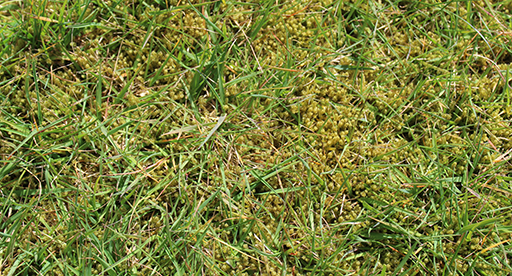How to treat moss in lawns