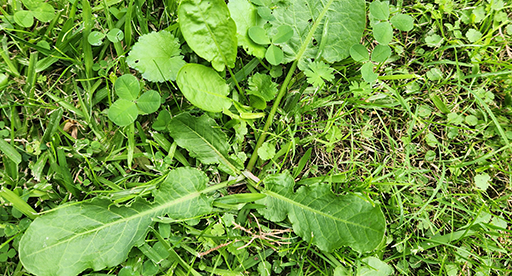 How to Identify Weeds in your Lawn