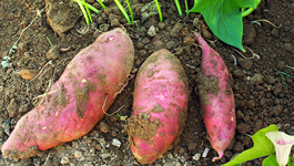 Kūmara Growing Guide