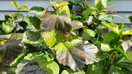 Tips for frost damaged plants