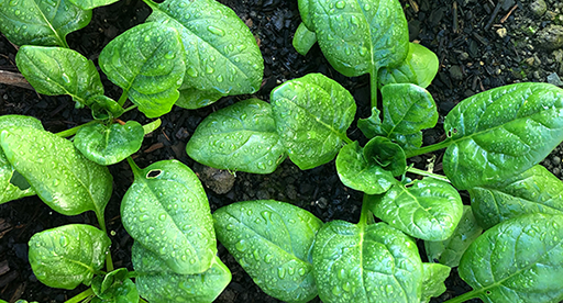 Spinach Growing Guide
