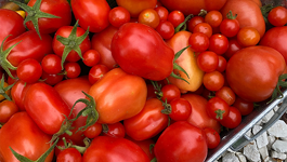Tomato Frequently Asked Questions