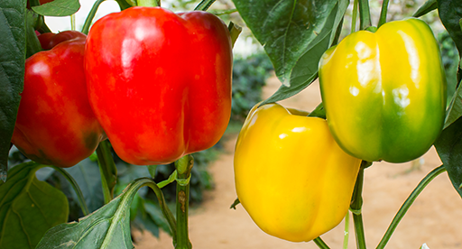 Capsicum Growing Guide