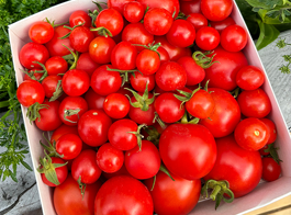 Tomato Hub