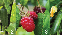  Top 10 Summer Crops