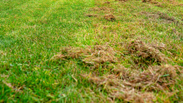 How to identify and treat other lawn problems
