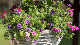 Hanging Baskets Gardening Guide