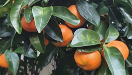 Mandarin Growing Guide
