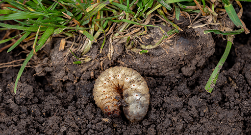 Identify and treat common lawn insect pests