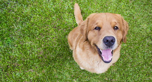 Keeping pets & children off treated lawns