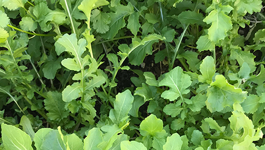 Rocket Growing Guide