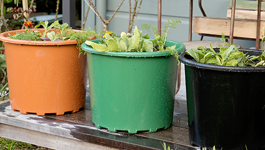 Small Spaces Gardening Guide