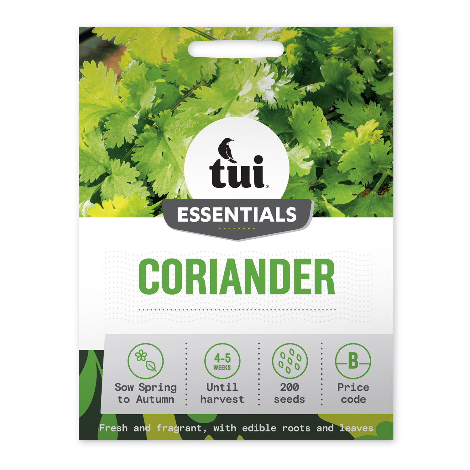 Coriander