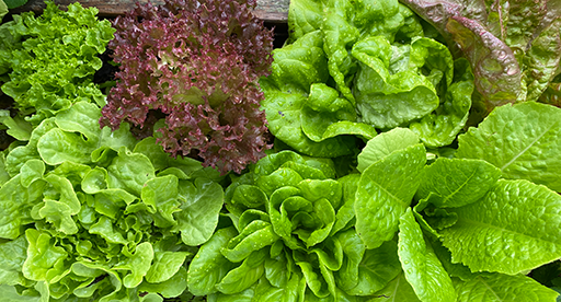 Lettuce Growing Guide