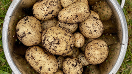 Potato Frequently Asked Questions