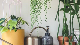 Indoor Plant Frequently Asked Questions
