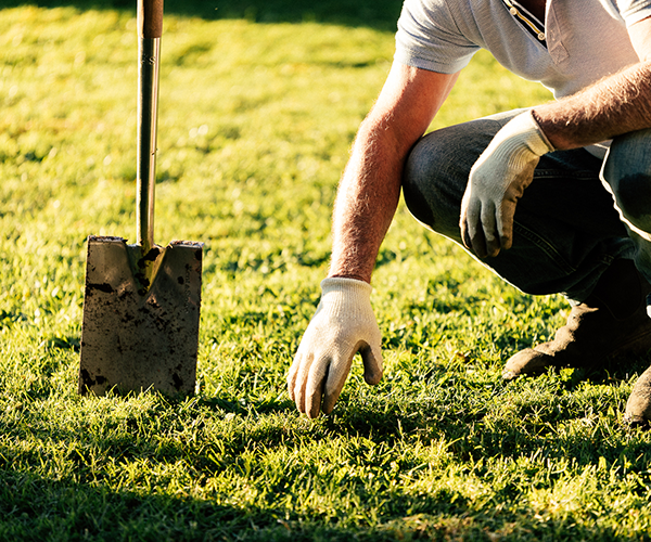 How to prepare your lawn for sowing