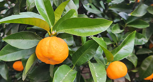 Mandarin Growing Guide
