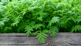 Cover Crops Growing Guide