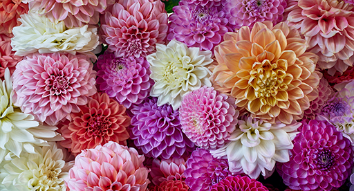 Dahlia Growing Guide 
