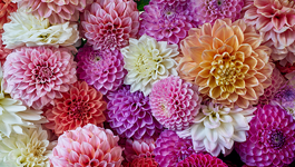 Dahlia Growing Guide 